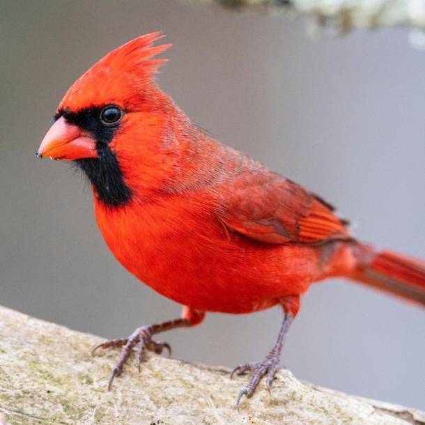 significados del pájaro cardenal