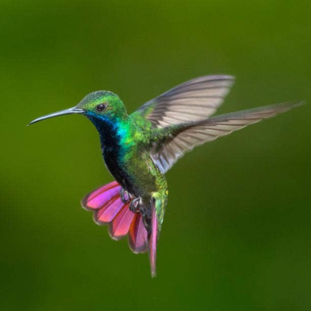 significados del pájaro colibrí 